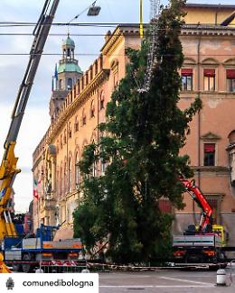 Bologna, arrivato l'albero di Natale: l'accensione il 30 novembre