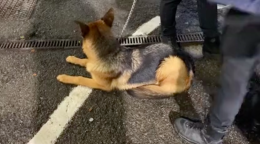 Abbandona il cane per ore a Bologna: 30enne sotto accusa