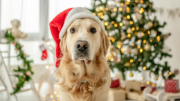 Un Natale a quattro zampe al centro cinofilo di Castrocaro