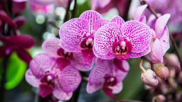 Alla scoperta delle orchidee: un corso gratuito  per tutti gli appassionati di giardinaggio