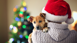 Attenzione agli avanzi di Natale: il gesto d’amore che può trasformarsi in un pericolo mortale per il tuo cane