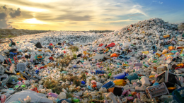 Altro che inceneritore: questo piccolo insetto ricicla la plastica mangiandola