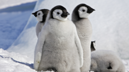 I maestri del pisolino: i pinguini dal collare e i loro "power nap"