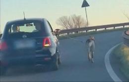 Cane trascinato dall'auto: il video shock che indigna il web