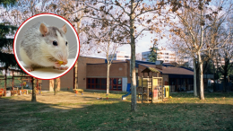 La scuola materna Caravaggio chiude temporaneamente per la presenza di topi