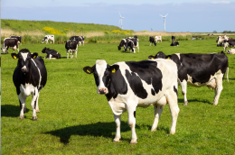 L'Emilia-Romagna stanzia 5 milioni per il benessere animale negli allevamenti