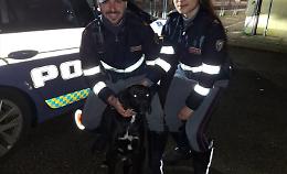 Cane in fuga sull'A1: salvato dalla polizia stradale e riunito alla famiglia