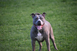 Pitbull aggredisce un cane al parco Bulgarelli e fa cadere la proprietaria