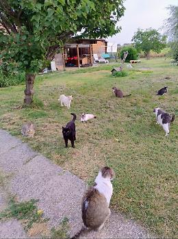 Ozzano dell'Emilia risponde al furto al gattile con una pizzata benefica