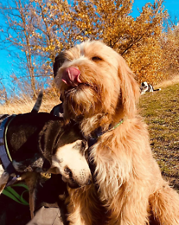 Cane ucciso a fucilate mentre passeggiava con il padrone a Montepastore