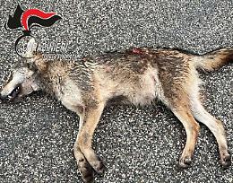 Lupo trovato morto a Pianoro: escluso il bracconaggio