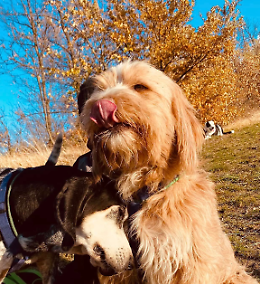 "Giustizia per Franco", il cane ucciso da una fucilata a Monte San Pietro