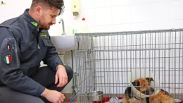 Maxi evasione tra allevatori e veterinari: la Finanza smaschera un giro da 800mila euro