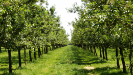 La Regione apre un nuovo bando per la salvaguardia della produzione di frutta