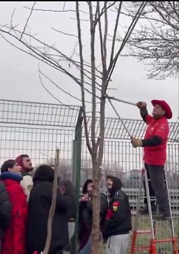 Tifoso Ferrari taglia un albero per vedere i test di Hamilton e Leclerc: multa in arrivo