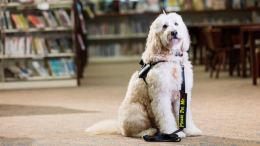 Visite ai musei con il cane: l'Innovativo servizio di Bauadvisor