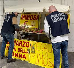 Sequestro di fiori e mimose a Bologna: multe salate per i venditori abusivi