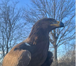 "Aiutatemi a trovare Soona": il curioso appello per un'aquila smarrita a Bazzano