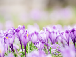 Perché l’equinozio di primavera non cade più sempre il 21 marzo?