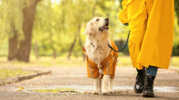 Per i cani la passeggiata è uno dei momenti più importanti della giornata. Ecco perché