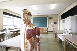 Lezione di anatomia con cuore di maiale vero in una scuola media a Misano: la protesta della LAV