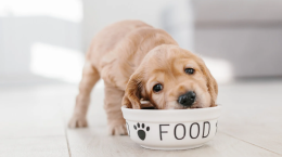 Ma i cani possono mangiare gli yogurt? La risposta al dilemma 