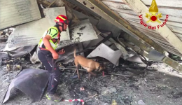 Il fiuto infallibile di Max: il pastore belga che svela i misteri degli incendi