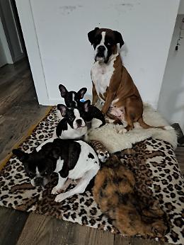Misteriosa scomparsa di due cuccioli di Bulldog francese a Sasso Marconi