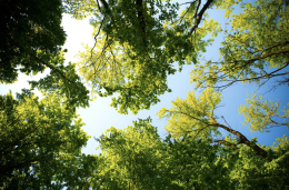 Verde urbano: la regola 3-30-300 per una città sostenibile