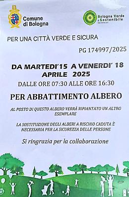 Alberi abbattuti e silenzi istituzionali: Viale Oriani e il caso che Bologna non vuole vedere