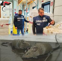 Topi, cibo scaduto e norme igieniche ignorate: chiusa un'azienda di catering nel Bolognese