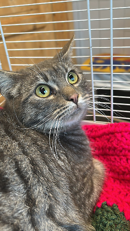 Allerta parvovirosi al gattile di Bologna: attivate le misure di contenimento