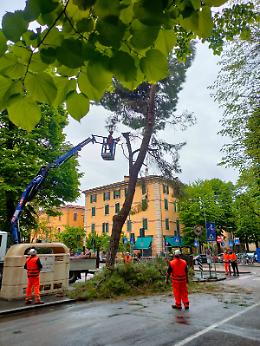 Vigili e operai all'alba, per giustiziare i pini marittimi di viale Oriani