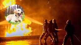Eroico salvataggio in zona Mazzini: il vice ispettore Cicchella porta in salvo un labrador durante un incendio