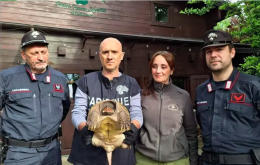 Tartaruga alligatore di oltre 50cm ritrovata e sequestrata nel Modenese
