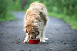 Arrestato un 84enne sospettato di aver avvelenato per decenni dei cani nei parchi di San Marino