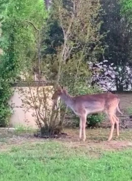 "L'ospite" inatteso di Gianni Morandi: un tenero cerbiatto nel suo giardino diventa virale