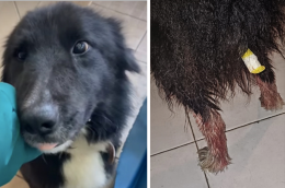Border Collie brutalmente mutilato della coda dal proprietario: salvato grazie all'intervento delle Guardie Zoofile di Modena