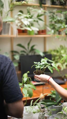 Torino, debutta &ldquo;Botanical Groove&rdquo;: il nuovo format di Orticola dedicato al pubblico appassionato di piante