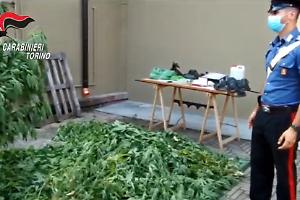 Arrestato coltivatore diretto... di droga