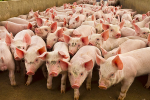 Peste suina: revocate le restrizioni in tre comuni del Parmense