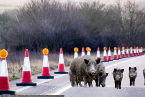 Peste suina: nuove barriere anticinghiali sull'A15 tra Parma e La Spezia