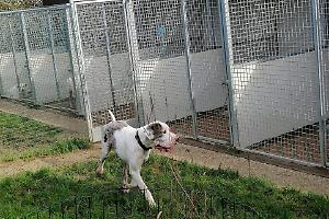 Canile travolto dal fango: la solidarietà dei VIP non basta, serve un nuovo terreno