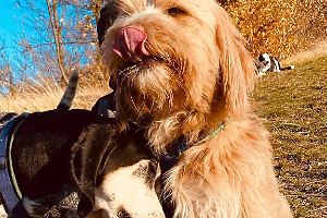 Cane ucciso a fucilate mentre passeggiava con il padrone a Montepastore