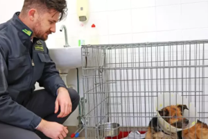 Maxi evasione tra allevatori e veterinari: la Finanza smaschera un giro da 800mila euro