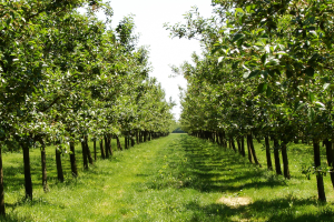 La Regione apre un nuovo bando per la salvaguardia della produzione di frutta