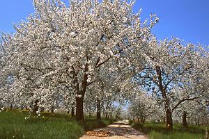 "Il Giappone tra Bologna e Modena": una passeggiata alla scoperta dei ciliegi in fiore e della storia di Vignola