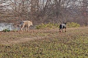 Lupi sbranano due pecore vicino alle scuole a Castel Maggiore: i residenti chiedono protezione