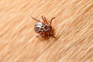 Sorge il dilemma sulla malattia di Lyme: di cosa si tratta?