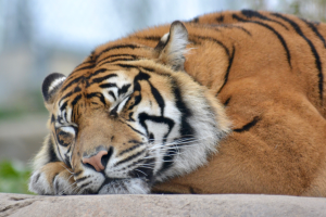 Professionisti del pisolino, ecco gli animali che dormono più di te!
